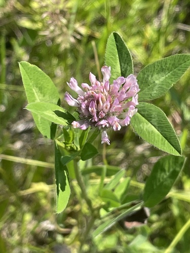 Red Clover