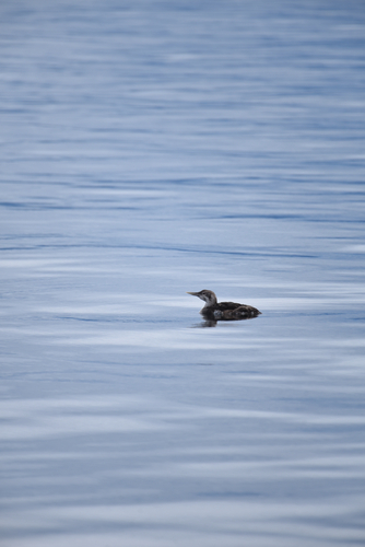 Yellow-billed Loon