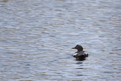 Pigeon Guillemot
