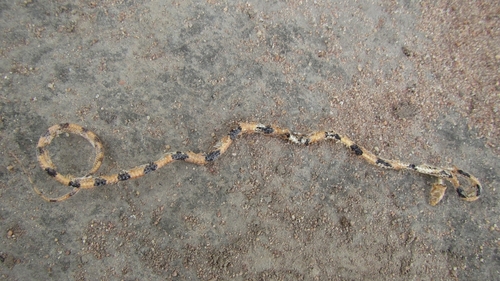 Eastern Tiger Snake