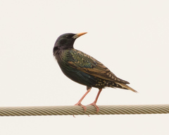 Sturnus vulgaris