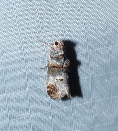 Orange-tufted Oneida Moth photo 4