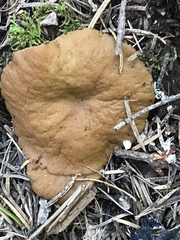 Gyromitra perlata