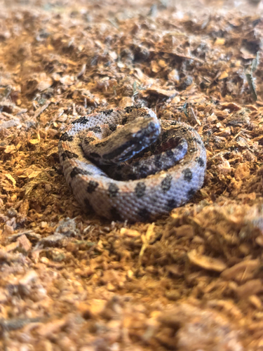 Pygmy Rattlesnake