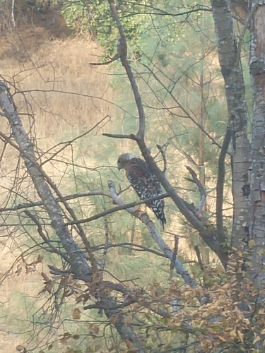 Red-shouldered Hawk