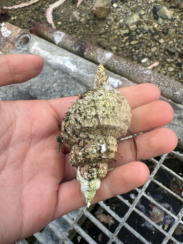 Fusitriton oregonensis observed 2026-08-23