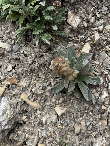 Phacelia hastata, photograph 4