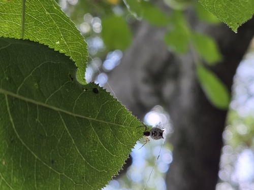White Micrathena