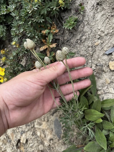 Anemone multifida, photograph 6