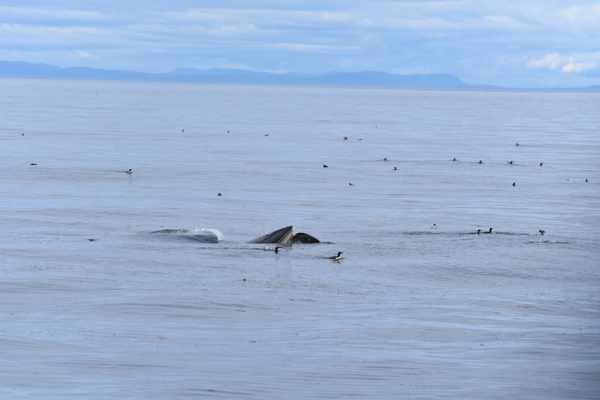 Balaenoptera acutorostrata