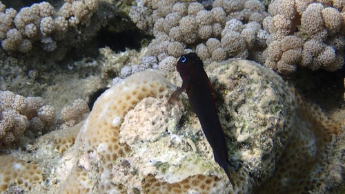 Cirripectes variolosus observed 2026-08-22