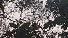 Amazona auropalliata