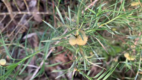 Acanthocarpus preissii, photograph 4