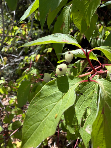 red osier dogwood