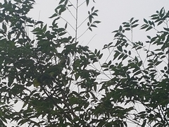 Amazona auropalliata