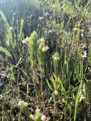 Castilleja rubicundula lithospermoides
