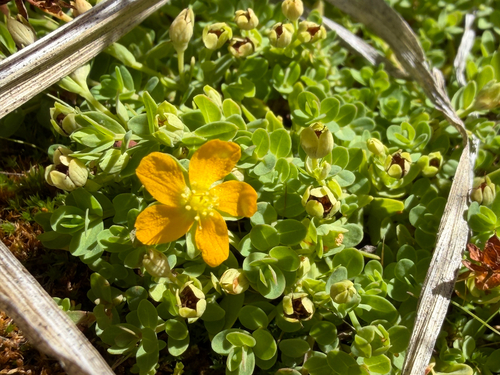 Bog St. John's-wort
