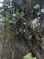 Ceroxylon vogelianum, photograph (c) Nicolás Baresch Uribe, some rights reserved (CC BY)