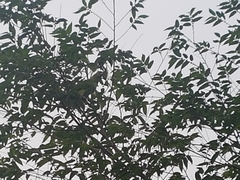 Amazona auropalliata