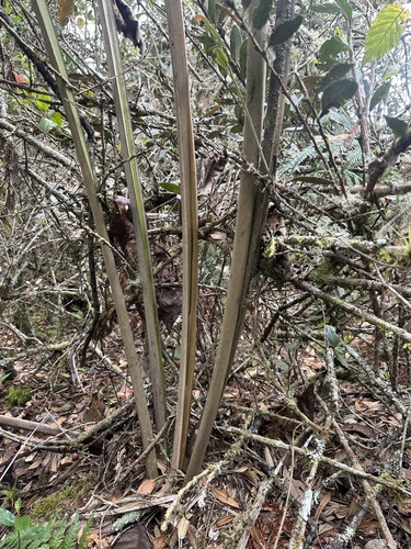 Ceroxylon vogelianum, photograph 3