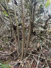 Ceroxylon vogelianum, photograph (c) Nicolás Baresch Uribe, some rights reserved (CC BY)