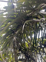 Ceroxylon vogelianum