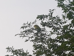 Amazona auropalliata