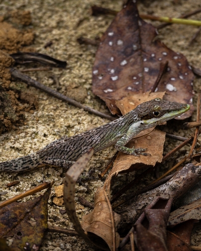 Niceforo's Andes Anole, Anolis nicefori
