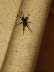 Castianeira descripta