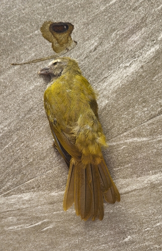 Buff-throated Saltator