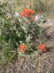 Castilleja hispida