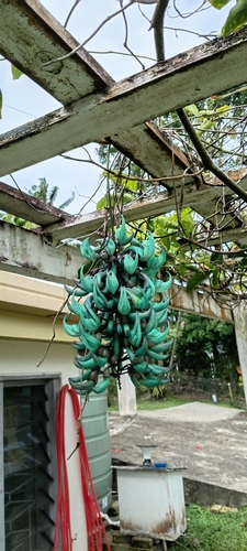 Strongylodon observed 2026-08-24