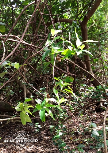 Ichnocarpus frutescens, photograph 6
