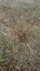 Dasiphora fruticosa