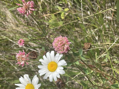 Alsike clover