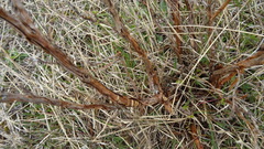 Dasiphora fruticosa