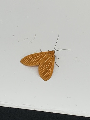 Poor Tiger Moth