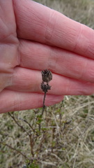 Dasiphora fruticosa