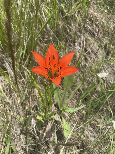 Wood Lily