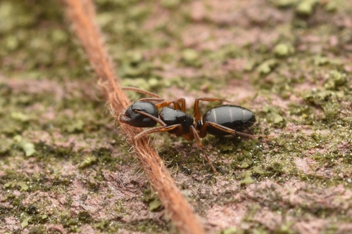 伊东氏弓背蚁Camponotus itoi