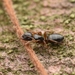 Camponotus itoi - Photo (c) Jonghyun Park, some rights reserved (CC BY), uploaded by Jonghyun Park
