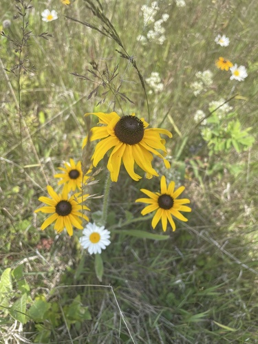 black-eyed Susan