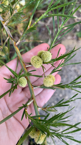 Acanthocarpus preissii, photograph 3