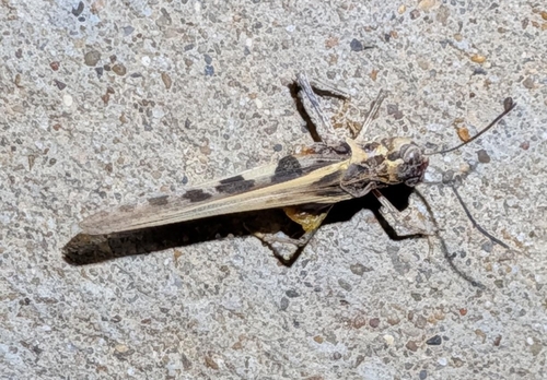 Hippopedon capito