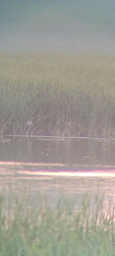 Black-crowned Night Heron