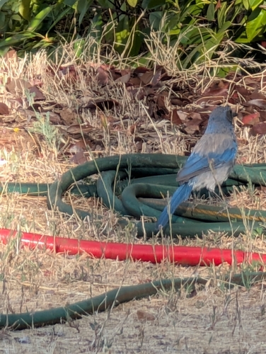 California Scrub-Jay