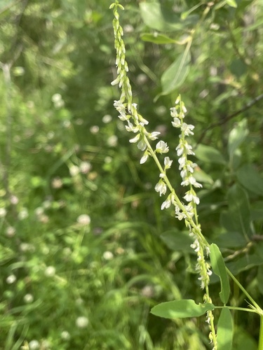 White Sweetclover