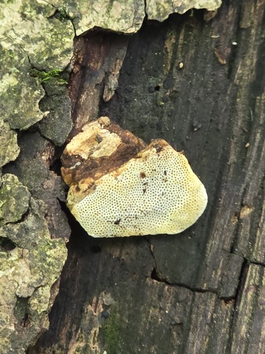Perenniporia ohiensis observed 2026-08-23