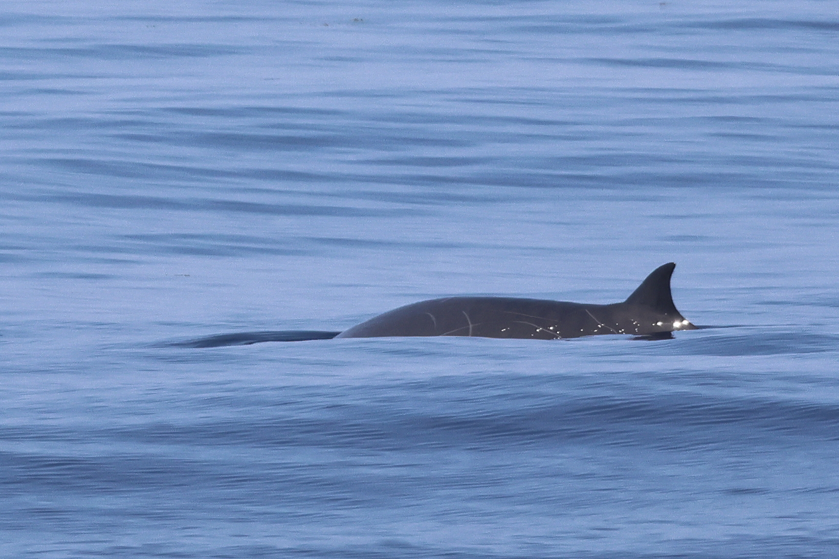 Mesoplodon europaeus