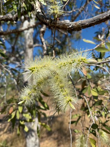 Melaleuca nervosa observed 2026-08-24